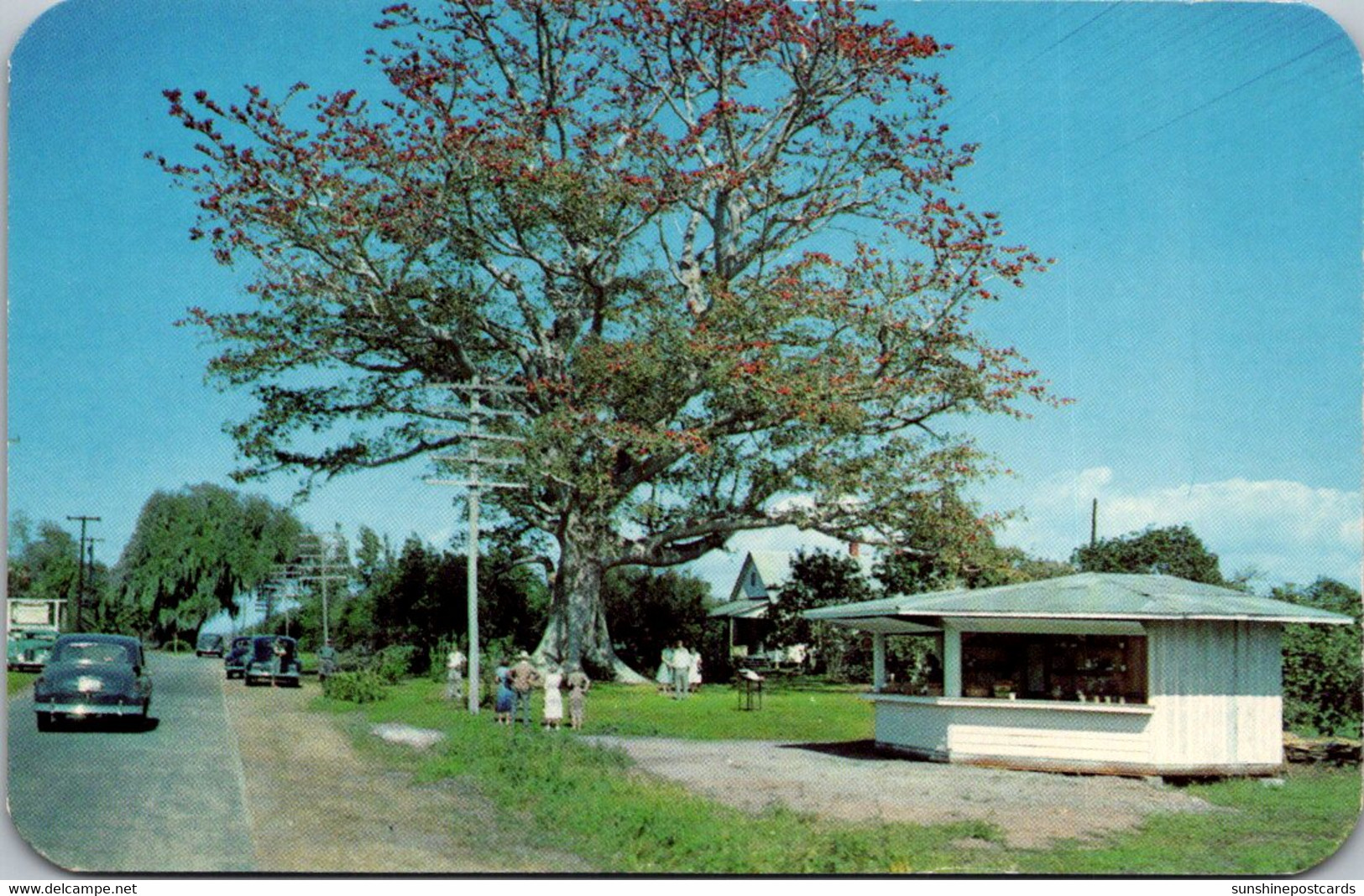 Florida Clearwater The Famous Kapok Tree - Clearwater