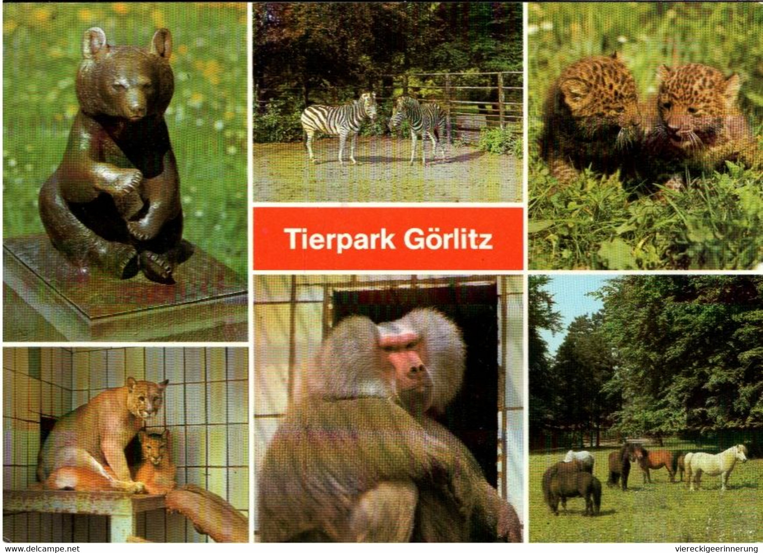 ! DDR Ansichtskarte Tierpark Görlitz , Zoo - Apen