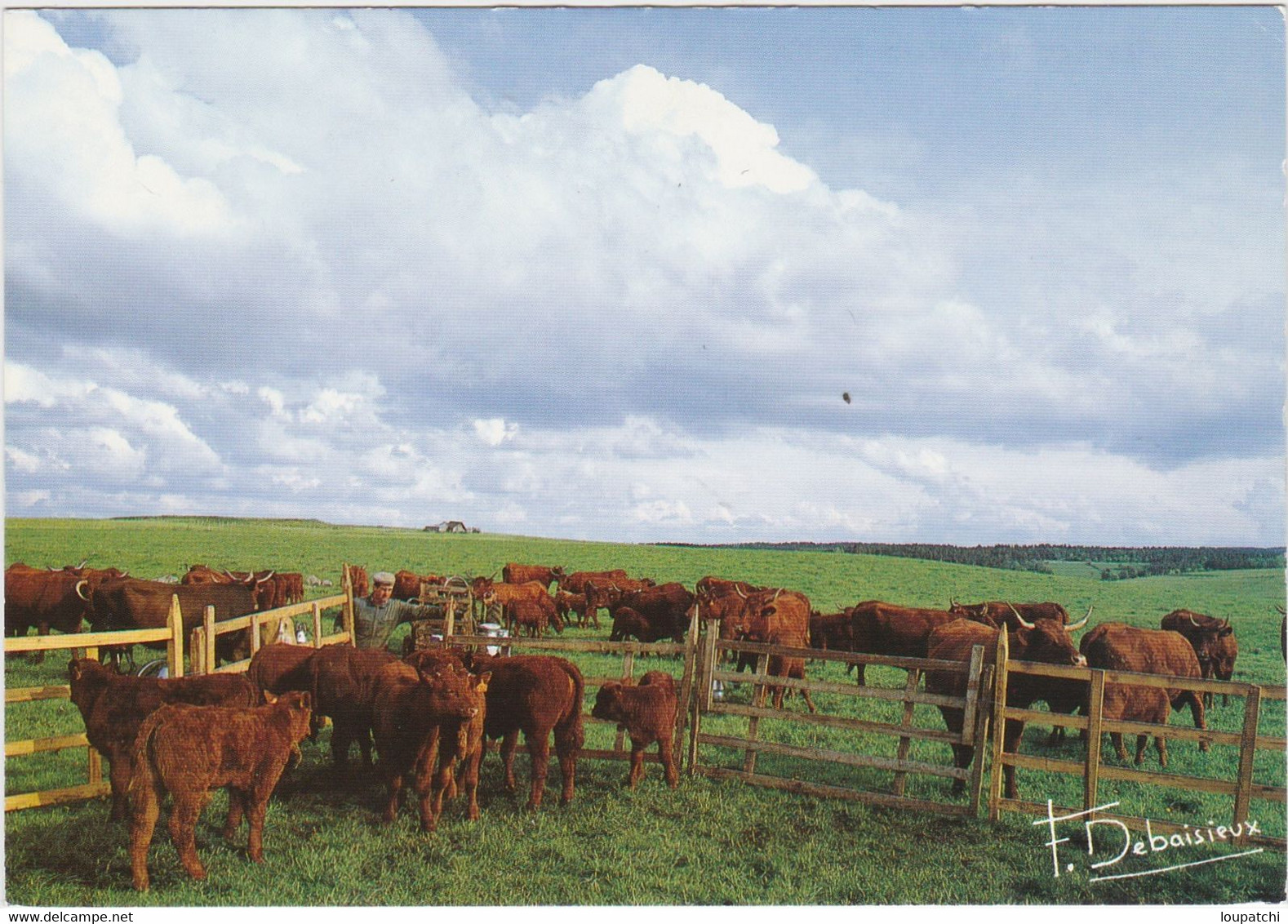 Francis DEBAISIEUX Parc De Veaux Et Vaches Salers Lors De La Traite à L 'estive - Otros & Sin Clasificación