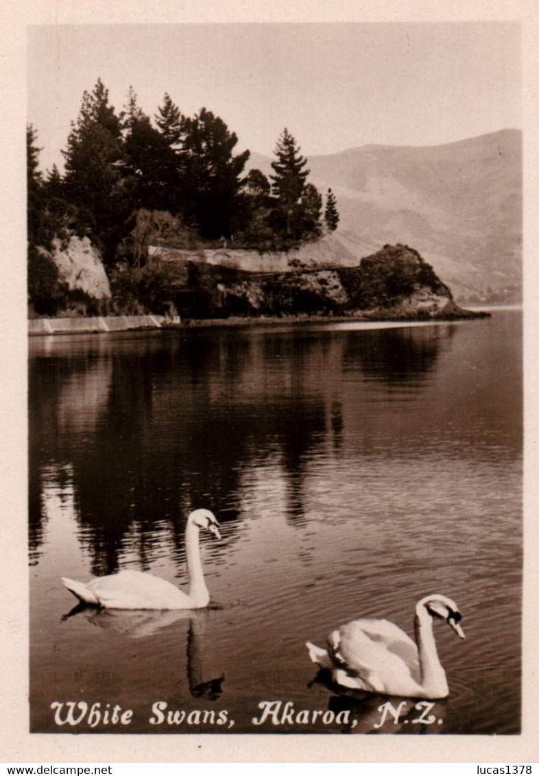 AKAROA / WHITE SWANS- Vintage View Card 8.5 X 7 Cm, Unused - Nouvelle-Zélande