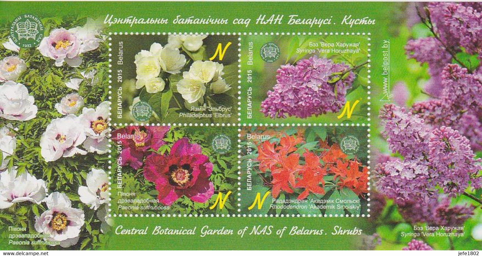Belarus - Central Botanical Garden Of NAS Of Belarus, Shrubs - Unused Stamps