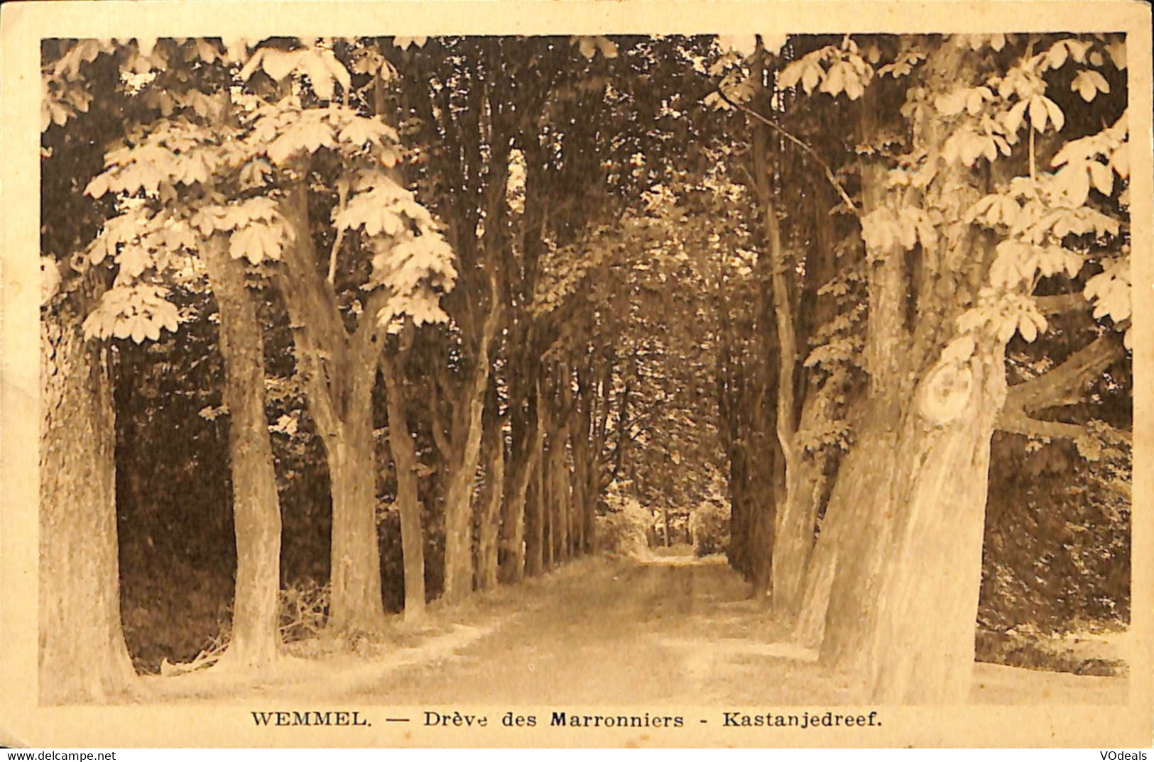 038 492 - CPA - Belgique - Wemmel - Drève Des Marroniers - Wemmel