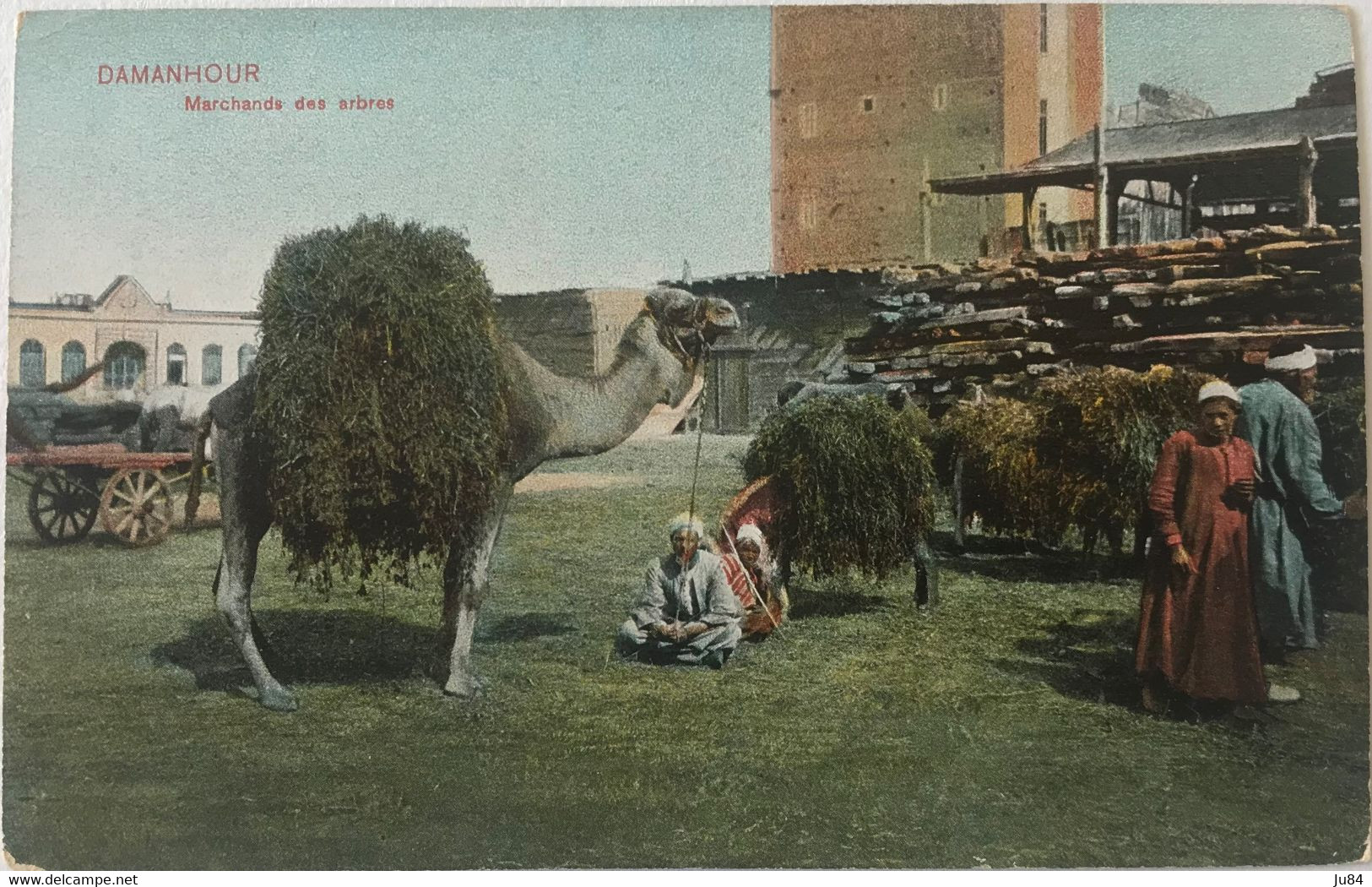 Egypte - Damanhour - Marchands Des Arbres - Carte Postale Vierge - Damanhur