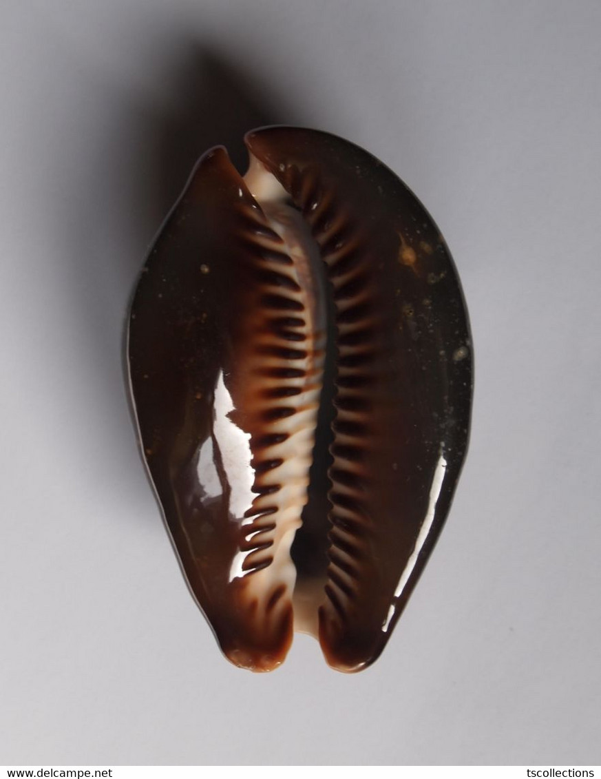 Cypraea Mauritiana - Seashells & Snail-shells