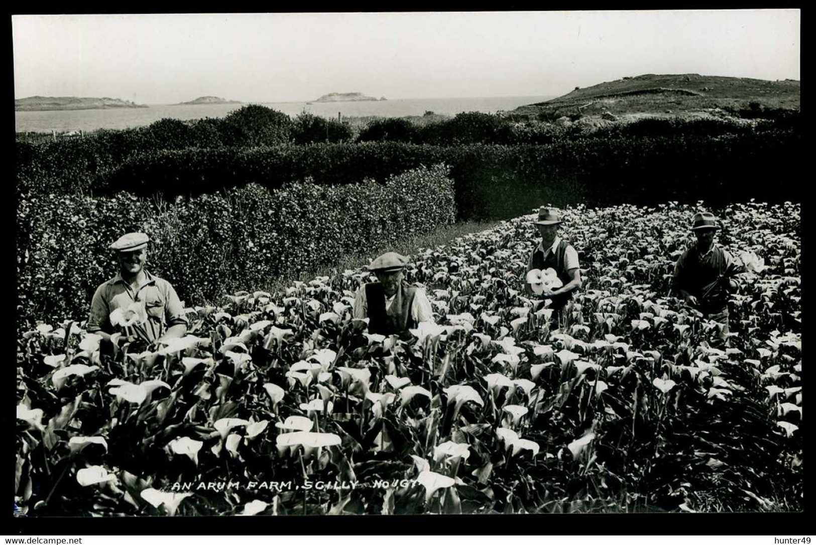 Scilly Isles An Arum Farm James Gibson - Scilly Isles