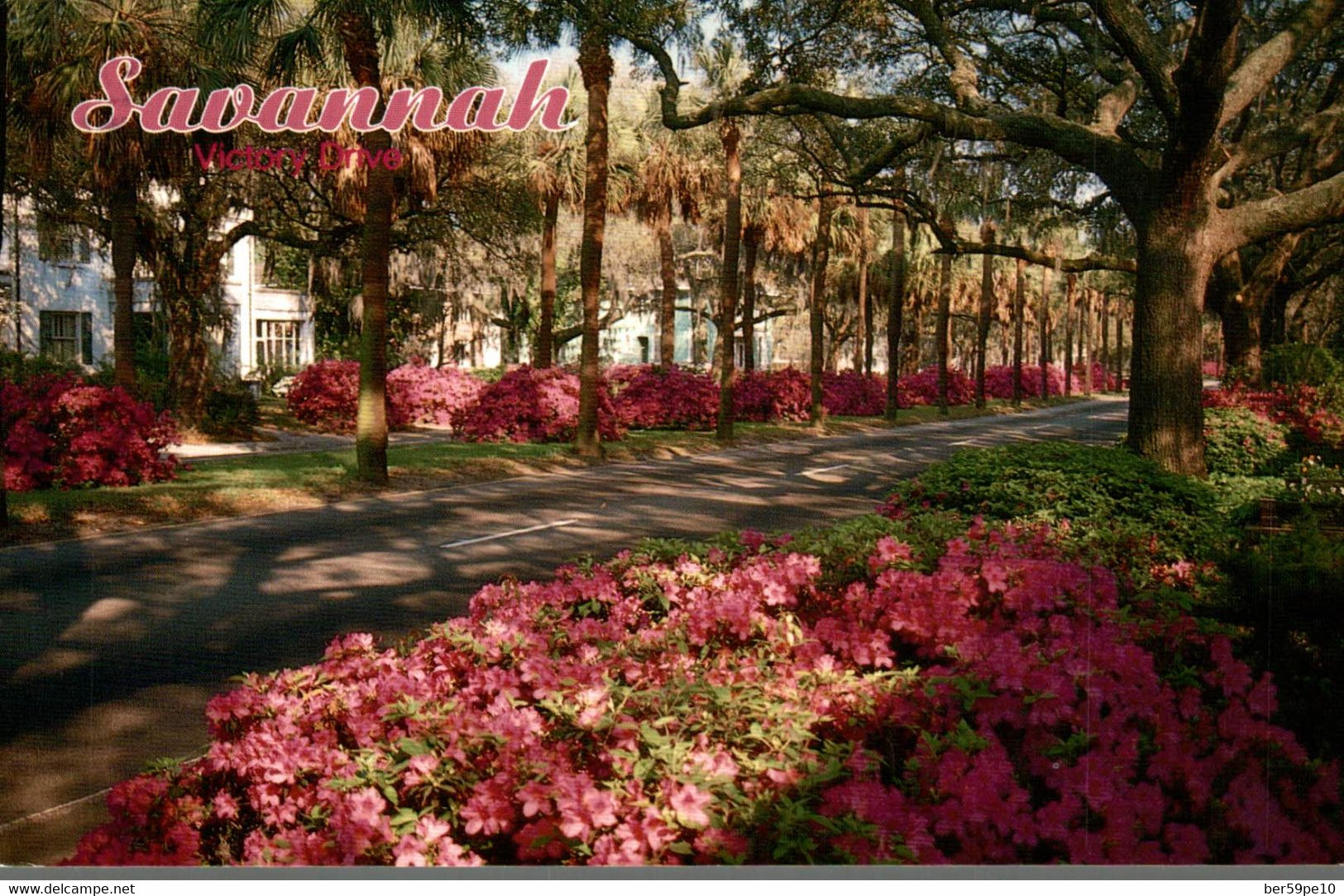 USA SAVANNAH VICTORY DRIVE BOTH PALMS AND AZALEAS - Savannah