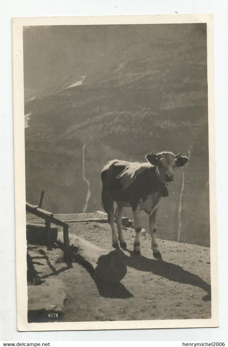 Suisse Ge Genève Vache 1939 écrite Du Chemin Du Chatelet 2 - Genève