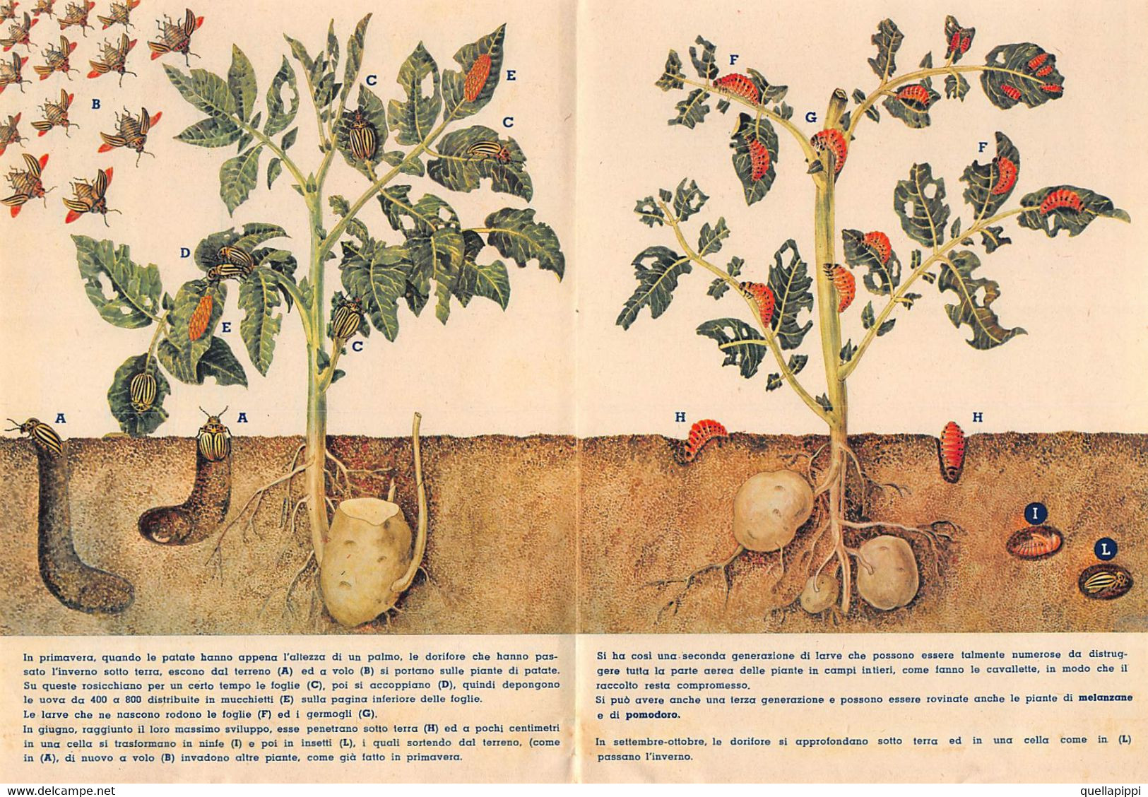 013932 "AGRICOLTORI ATTENZIONE! - LA DORIFORA DISTRUGGE LA PATATA - ARSICIDA RUMIANCA"  DISEGNO DI TOSCO. PUBBL. '50 - Pubblicitari