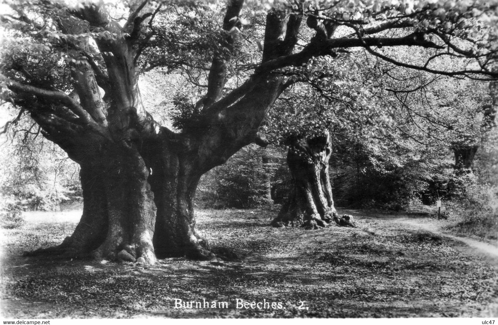 - Burnham Beeches - - Buckinghamshire
