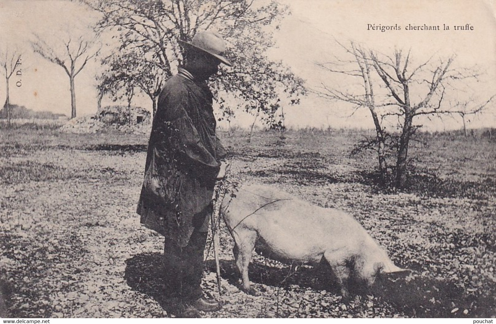 Y8- 24) DORDOGNE - PERIGORDS CHERCHANT LA TRUFFE - ( COCHON - 2 SCANS  ) - Sonstige & Ohne Zuordnung