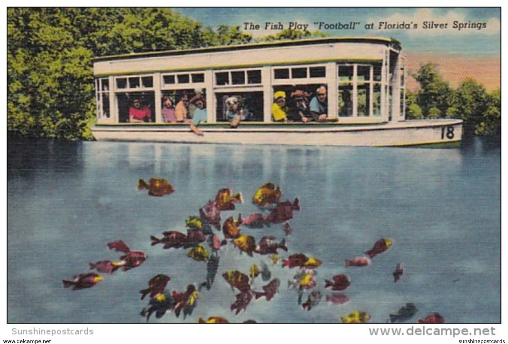 Florida Silver Springs Fish Playing Football Curteich - Silver Springs