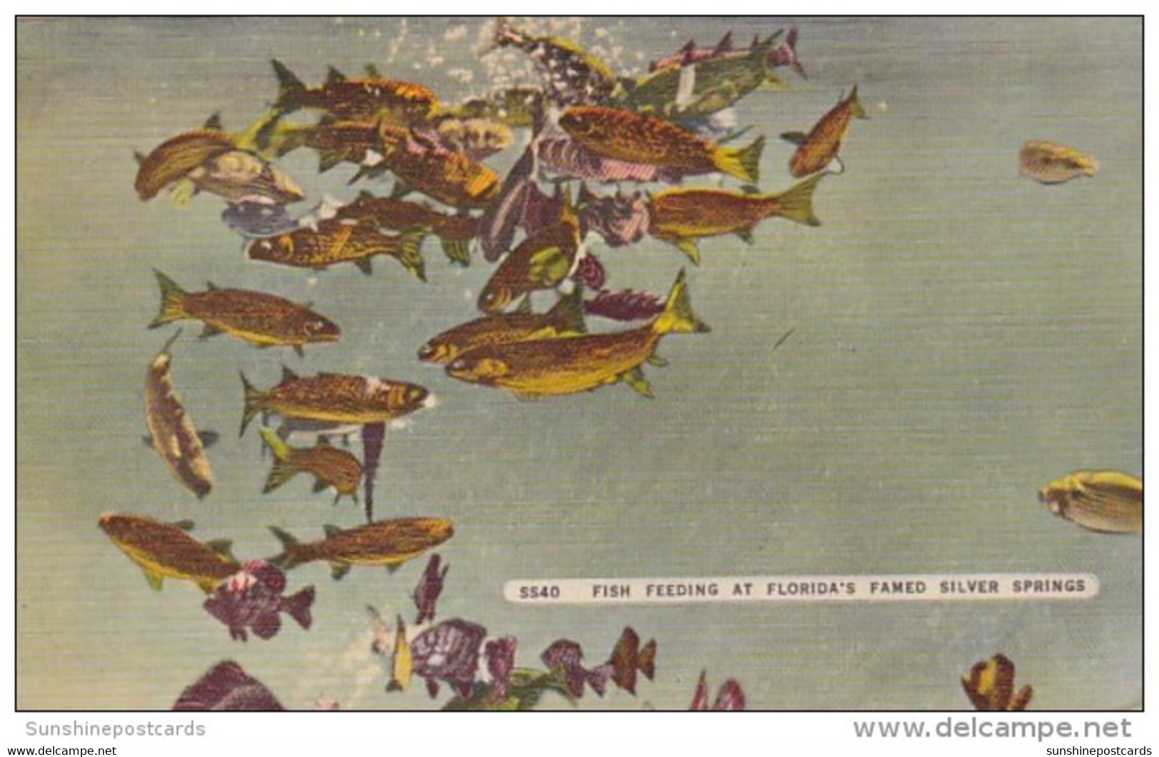 Florida Silver Springs Fish Feeding - Silver Springs