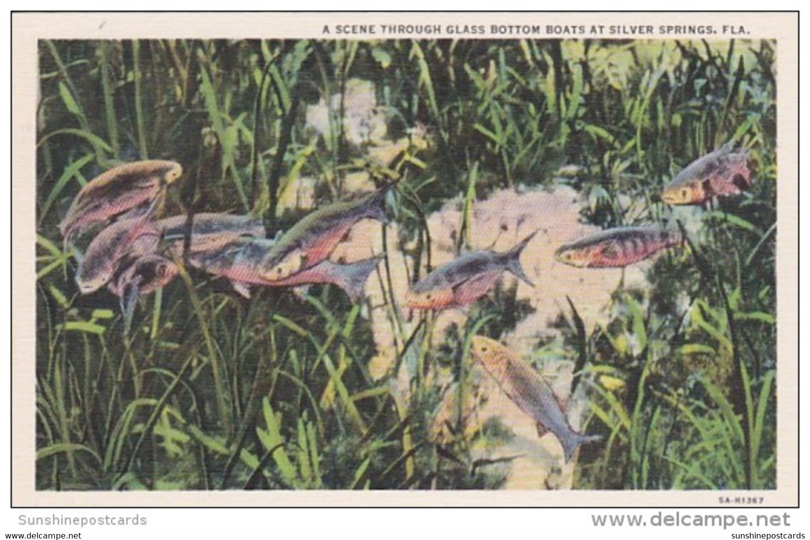 Florida Silver Springs Scene Through Thru Glass Bottom Boats Curteich - Silver Springs