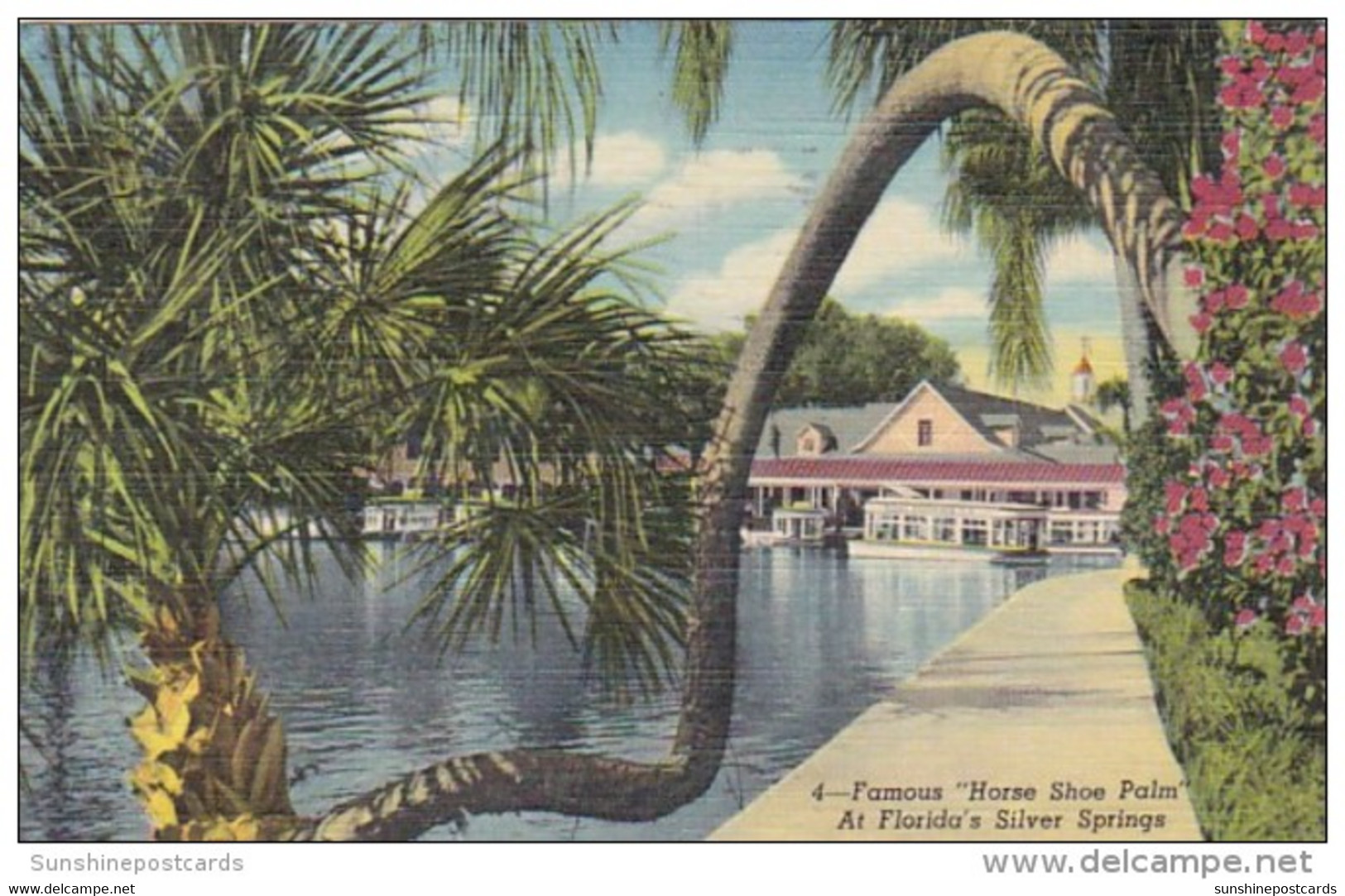 Florida Silver Springs Famous Horse Shoe Palm 1951 Curteich - Silver Springs