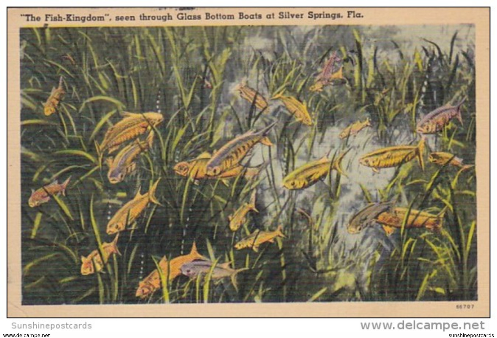 Florida Silver Springs The Fish Kingdom Seen Through Glass Bottom Boats 1940 - Silver Springs