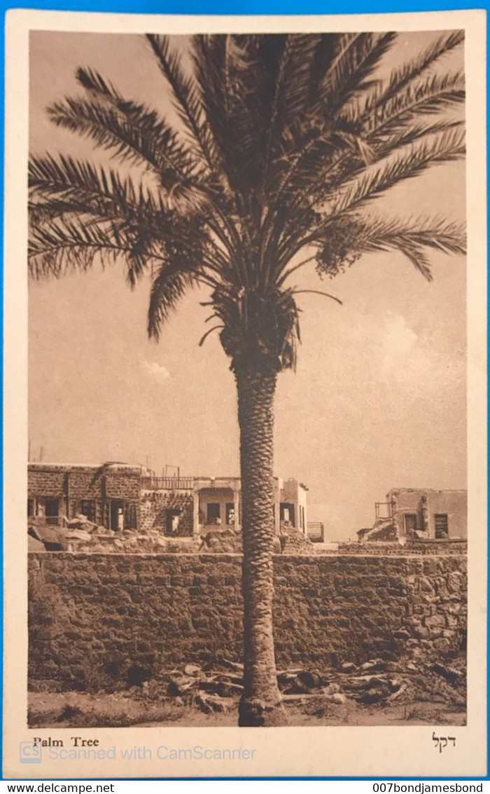 JUDAICA PALESTINE / ISRAEL RARE POSTCARD PALM TREE #6 HEFNER ַ& BERGER CRACOW 1935' - Palestine