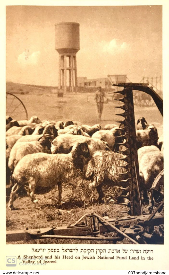 JUDAICA PALESTINE / ISRAEL RARE POSTCARD SHEPHERED AND HERD ON J.N.F. LAND #17 HEFNER ַ& BERGER CRACOW 1935' - Palestine