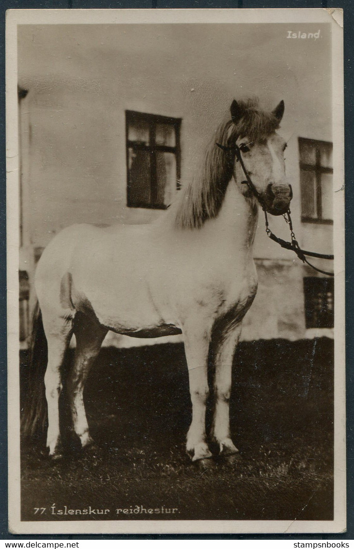 1931 Iceland Pony RP Postcard Reykjavik - Berlin Germany - Lettres & Documents