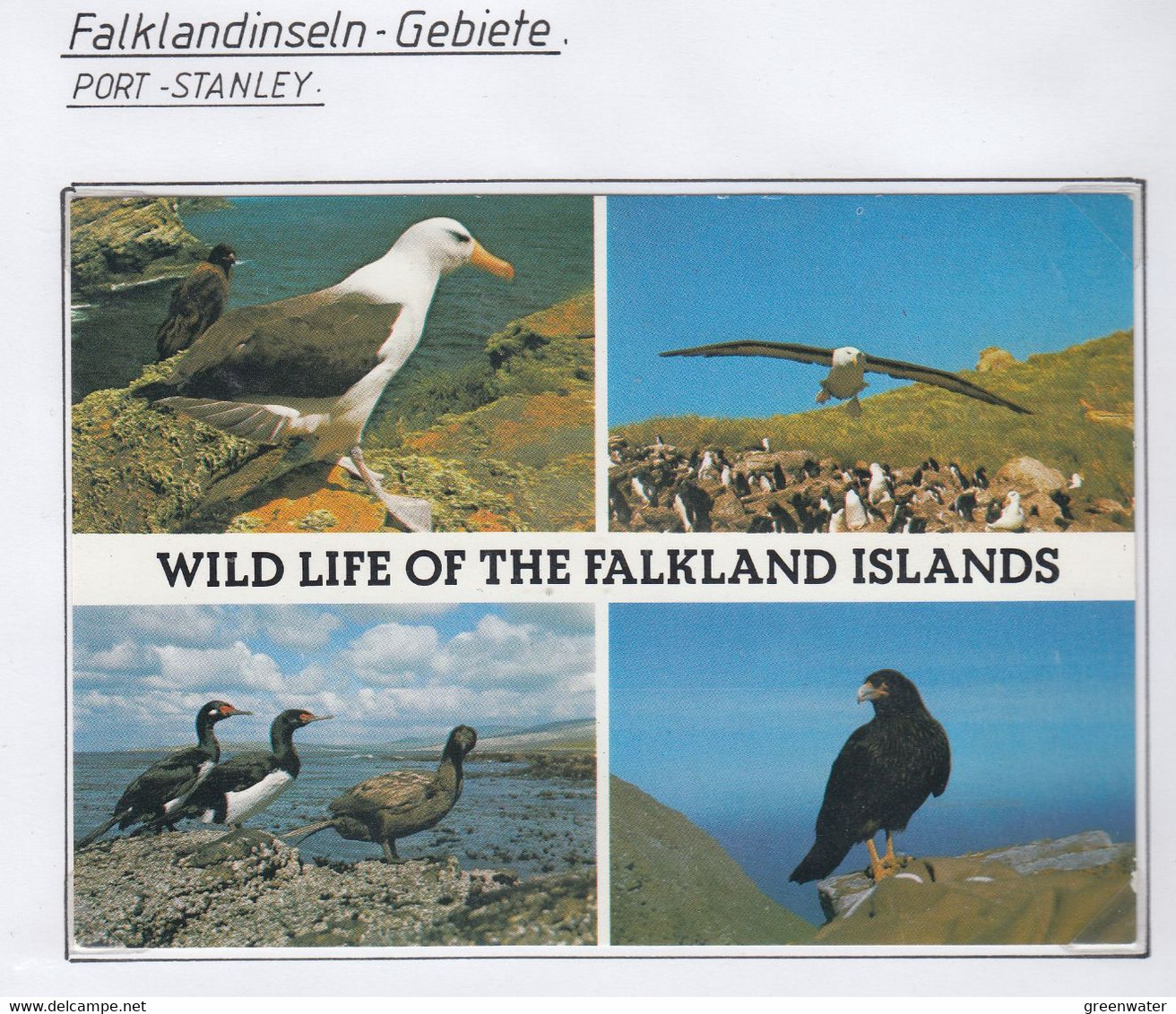 Falkland Islands Postcard Wildlife Of The Fakland Islands Unused (FL207) - Falklandeilanden