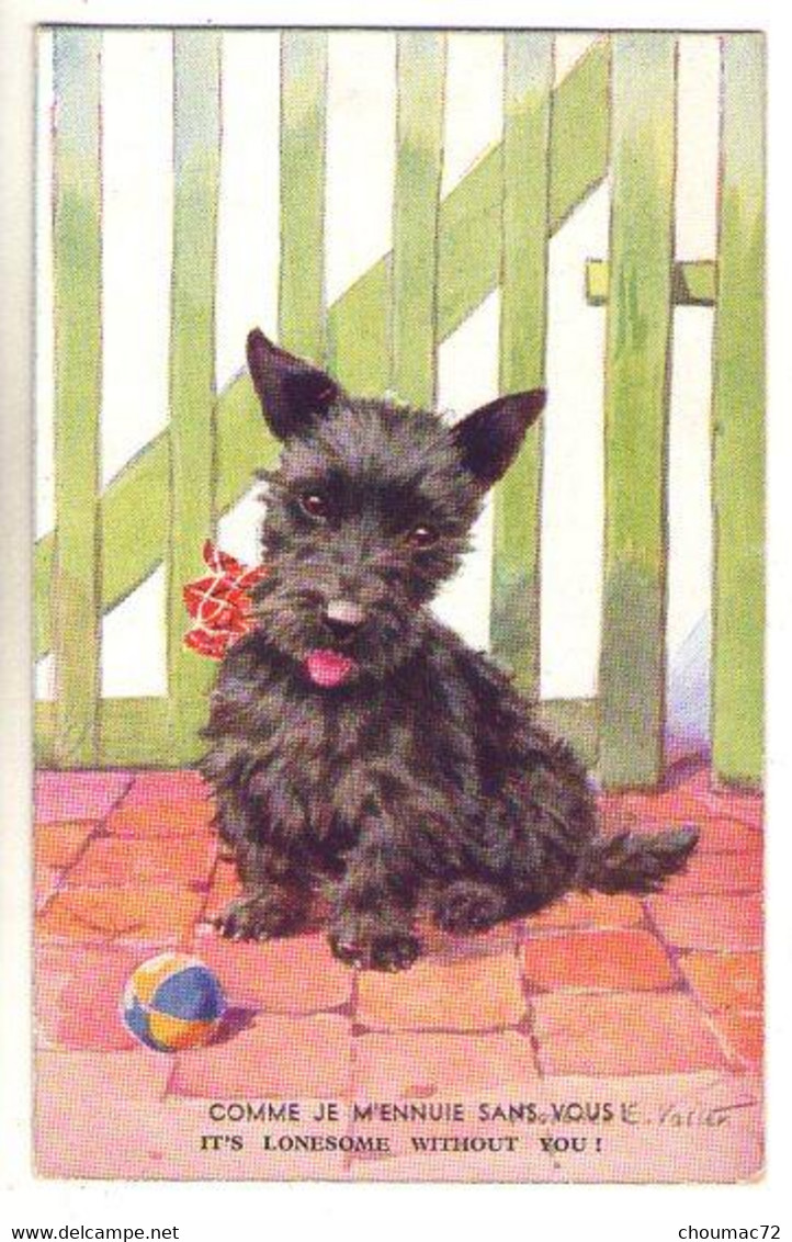 (Illustrateurs) 769, Valter, Valentine & Sons 1721, Chien Scottish Terrier - Valter, Fl. E.