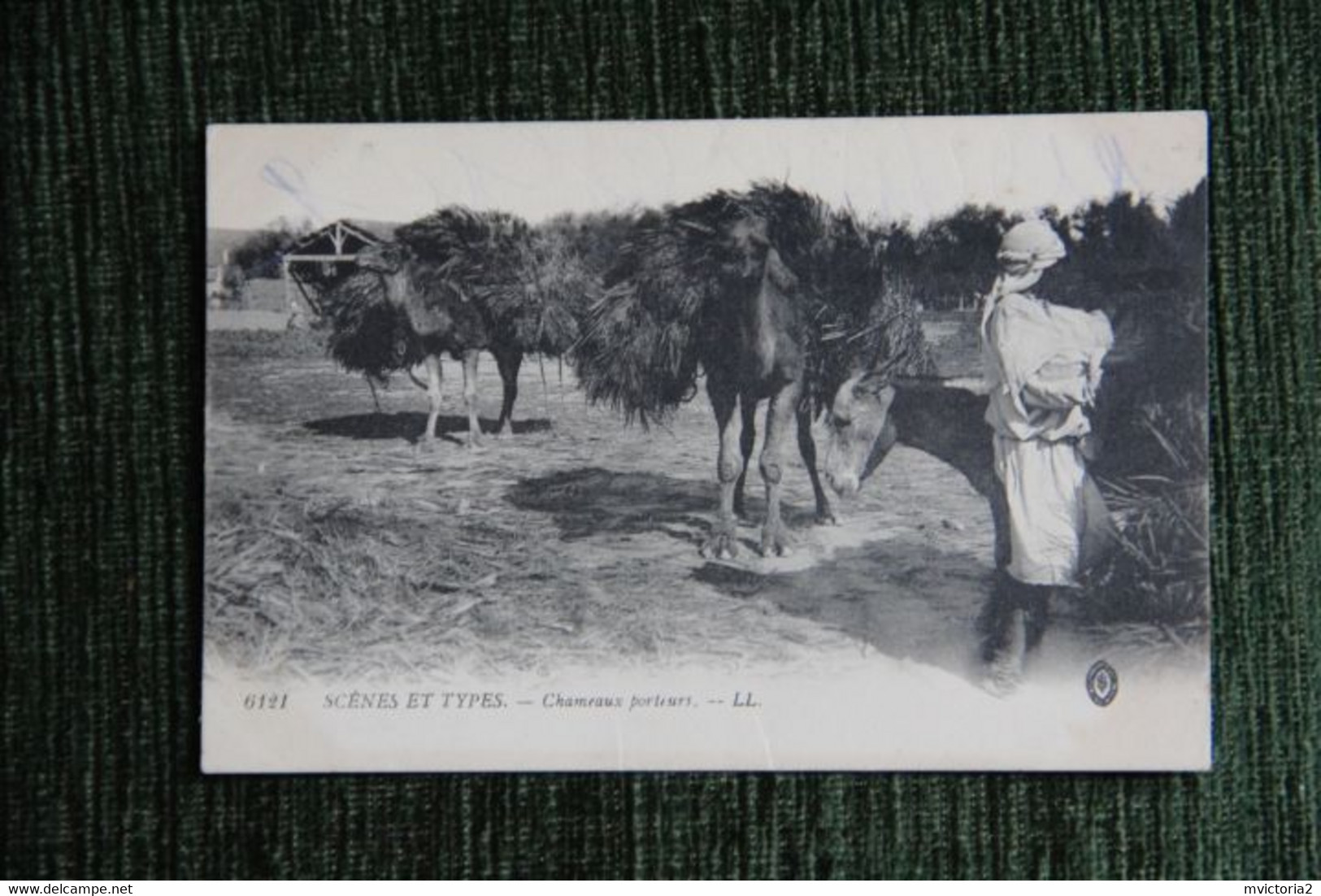 MAROC - Chameaux Porteurs - Autres & Non Classés