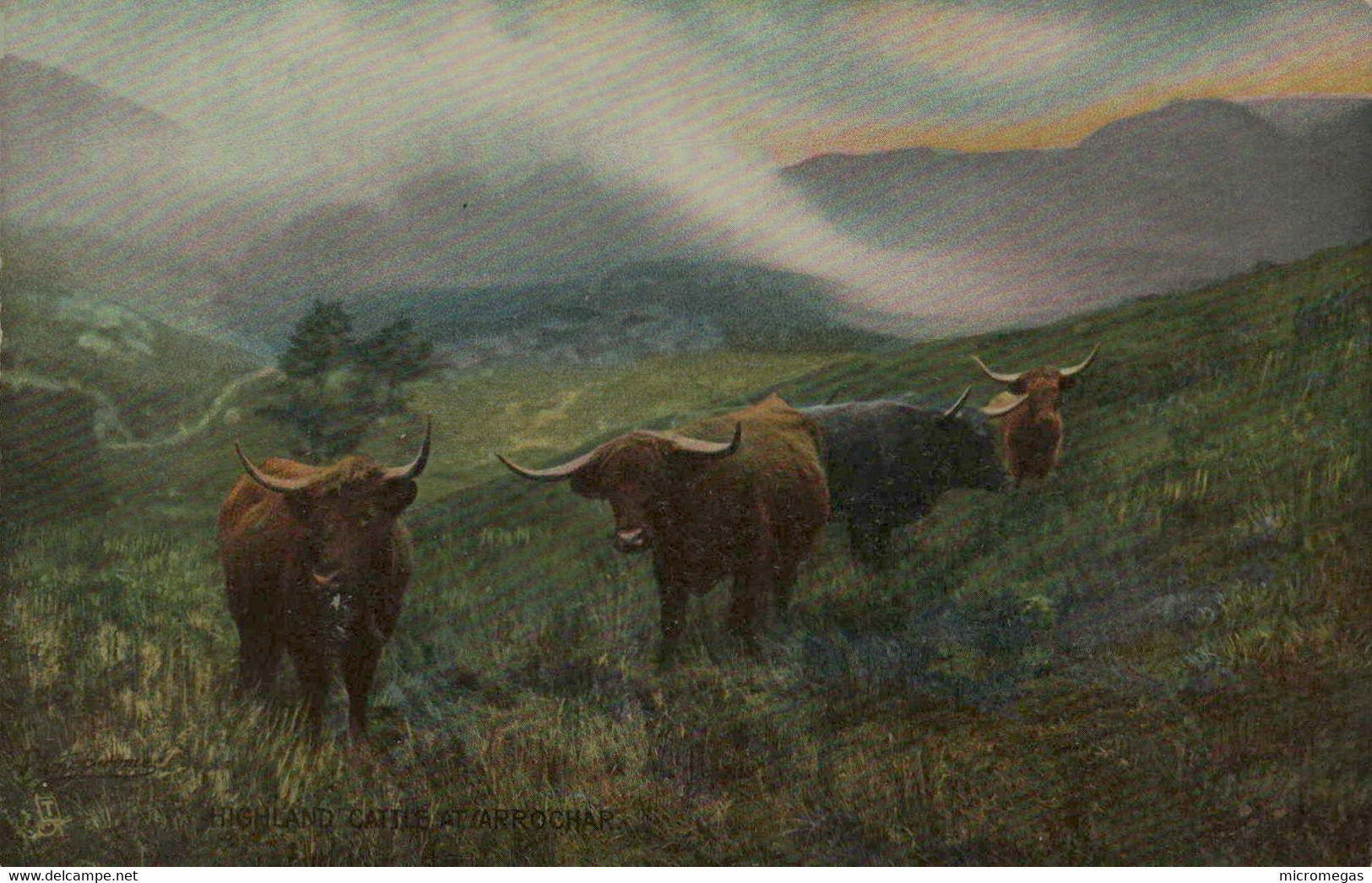 Highland Cattle At Arrochar - Tuck's Post Card - Bute