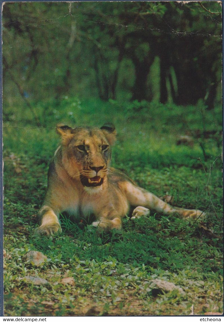 Afrique Du Sud, Vie Sauvage, Vie Animale Lionne Se Reposant à L'ombre, 1 Timbre - Lions