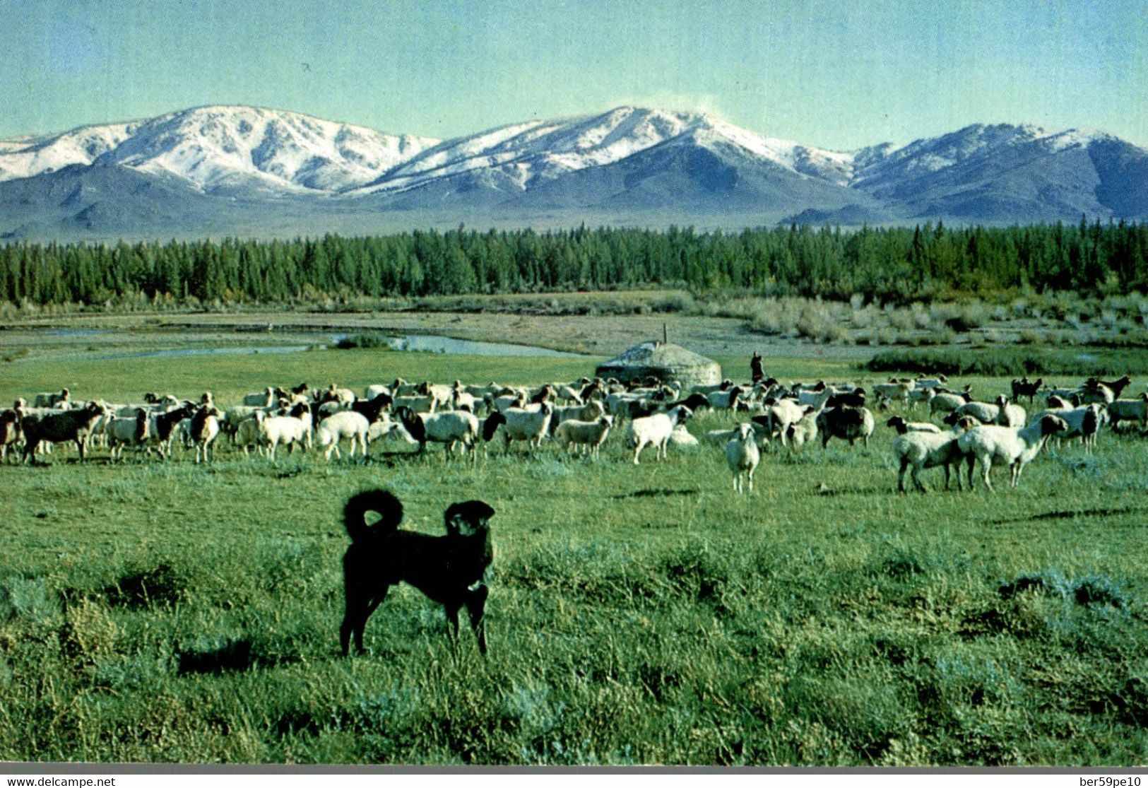 MONGOLIA  A SHEEP DOG TSETSERLIG SOMON HUBSUGUL AIMAK - Mongolia