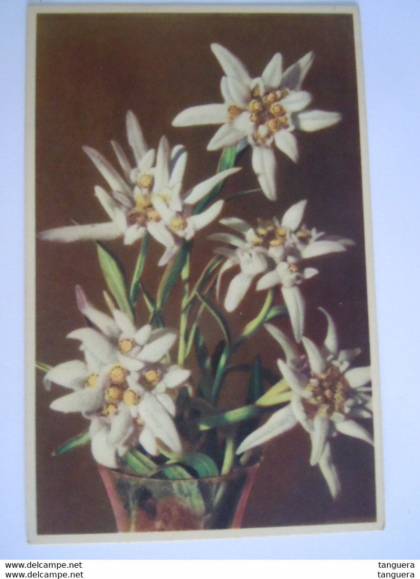 Edelweiss Leontopodium Alpinum Coloprint 52099 - Plantes Médicinales