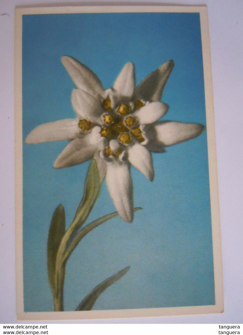 Edelweiss Edition Deriar 2007 - Medicinal Plants