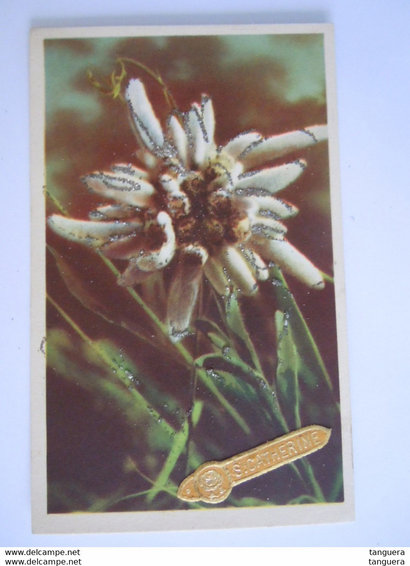 Edelweiss Guaphalium Leontopodium Paillettes Edit NMM 1040 - Geneeskrachtige Planten