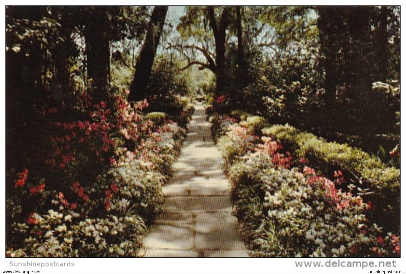 Alabama Mobile Azalea Lined Path In Bellingrath Gardens - Mobile