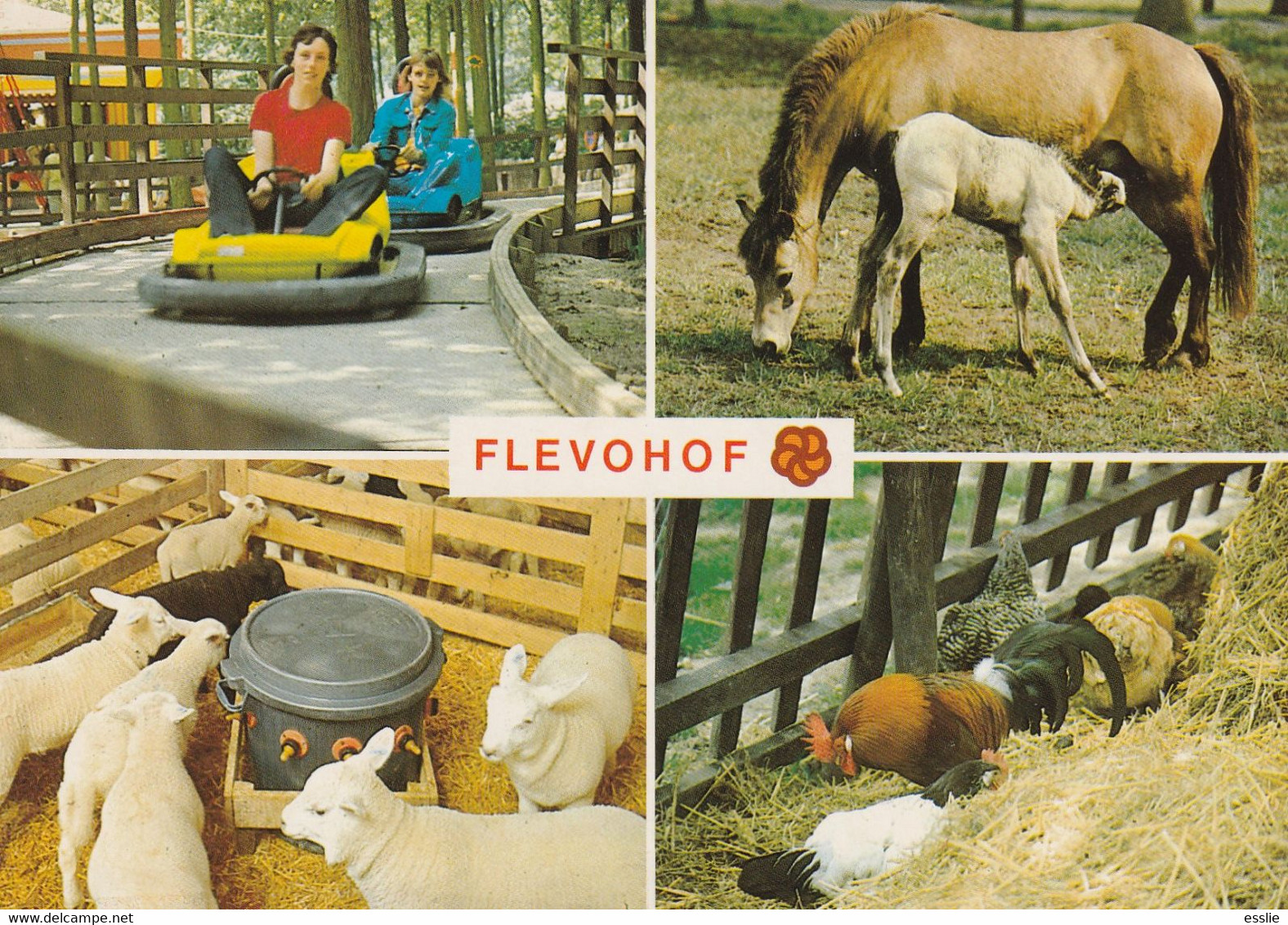 Netherlands Nederland - Flevohof Horses Sheep Go Carts Chickens - Otros & Sin Clasificación