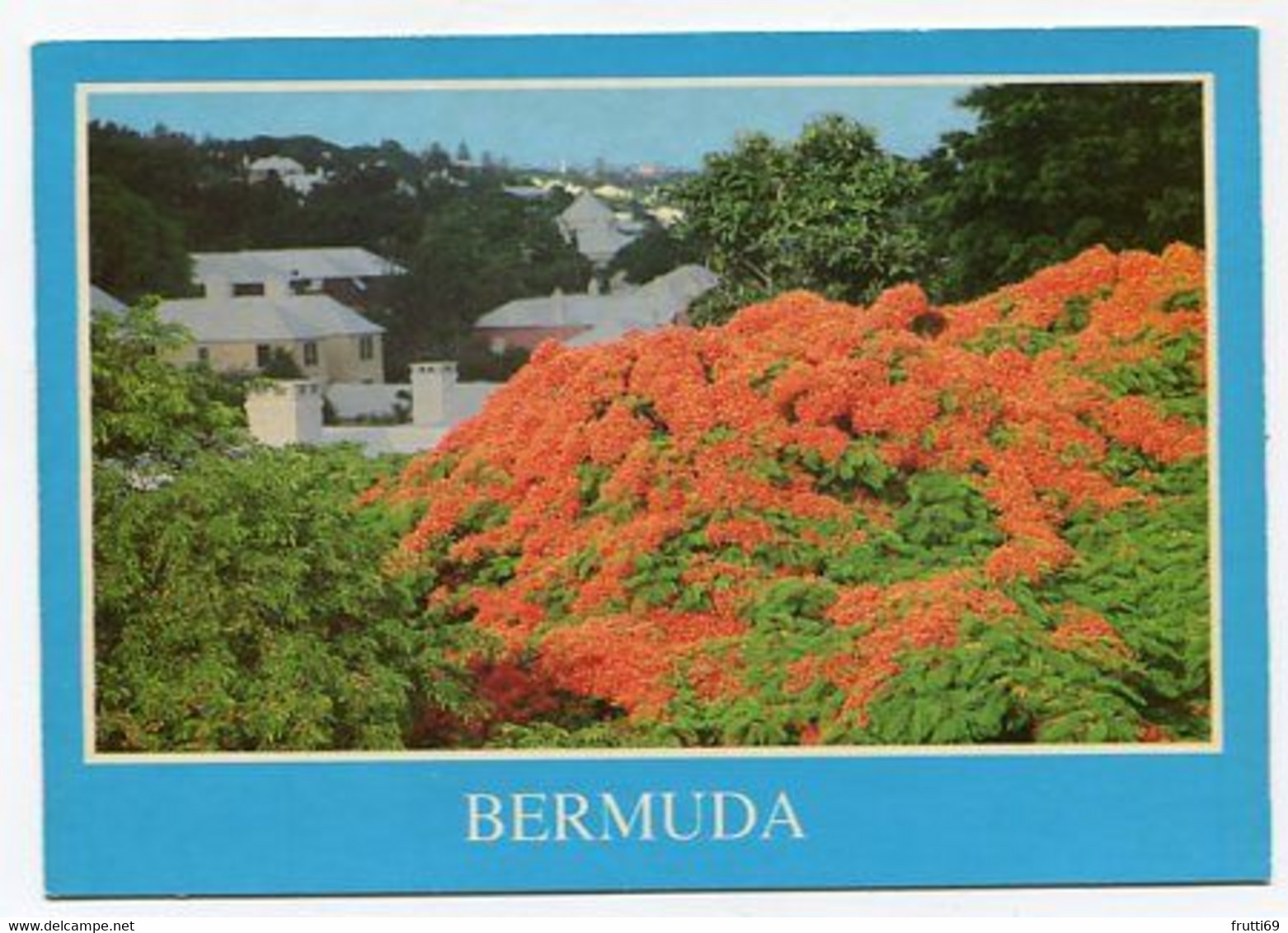 AK 047502 BERMUDA - Royal Poinciana In Full Bloom - Bermuda