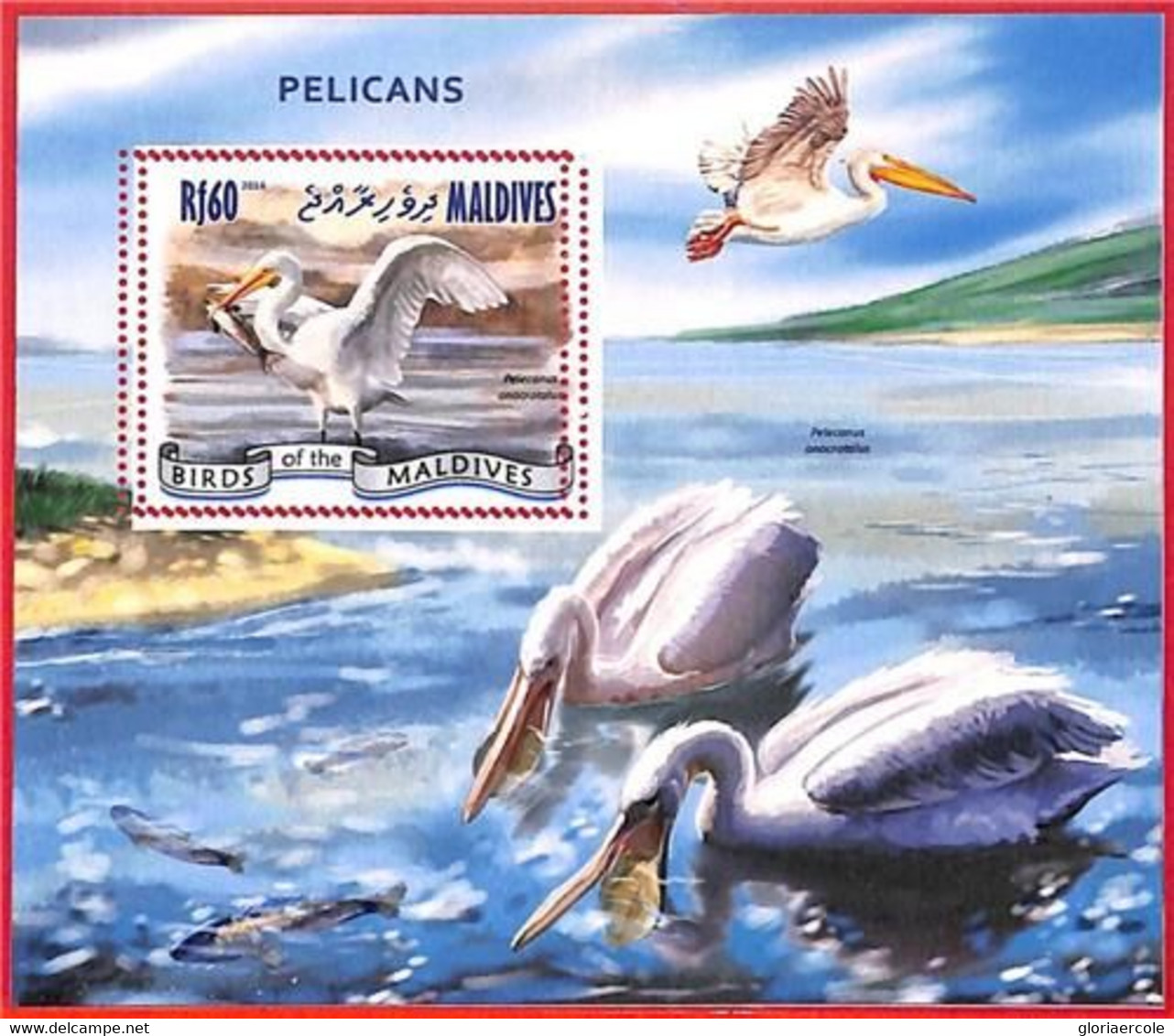 A4138 - MALDIVES - ERROR MISPERF, Souvenir Sheet: 2014, Pelicans, Birds - Pélicans