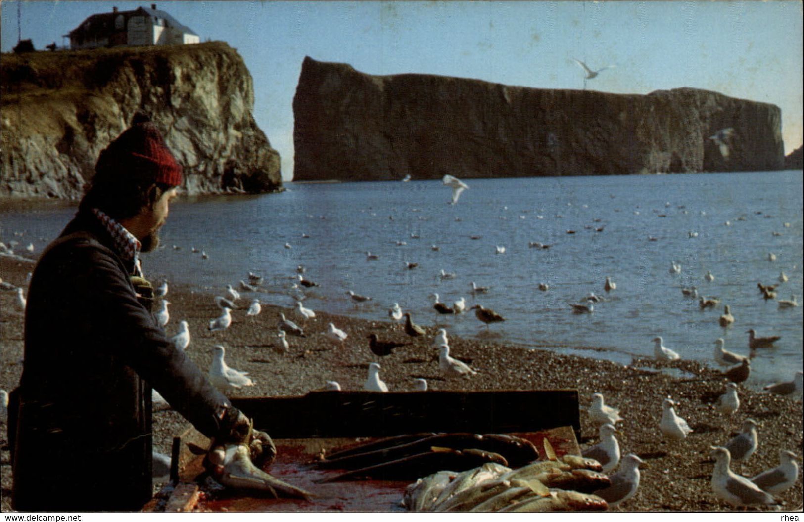 CANADA - QUEBEC - PERCE - Pêcheur De Morue - Percé