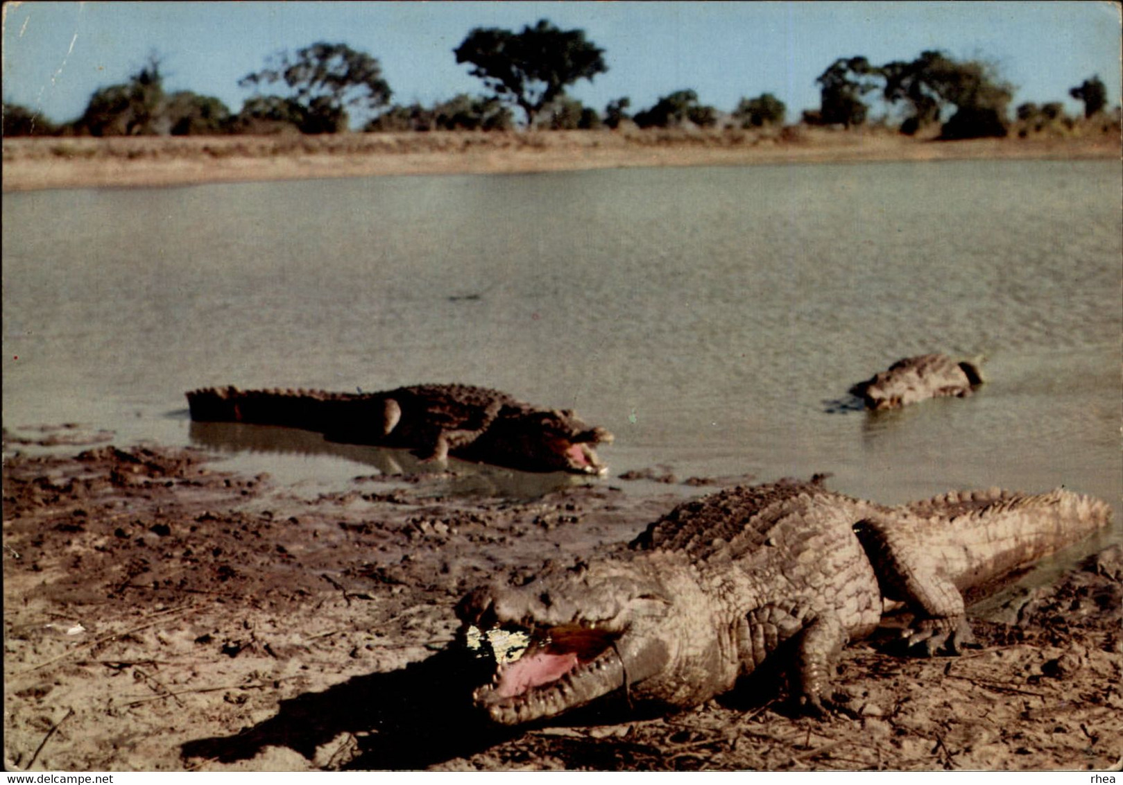 AFRIQUE - La Faune Africaine - Crocodiles - Non Classés