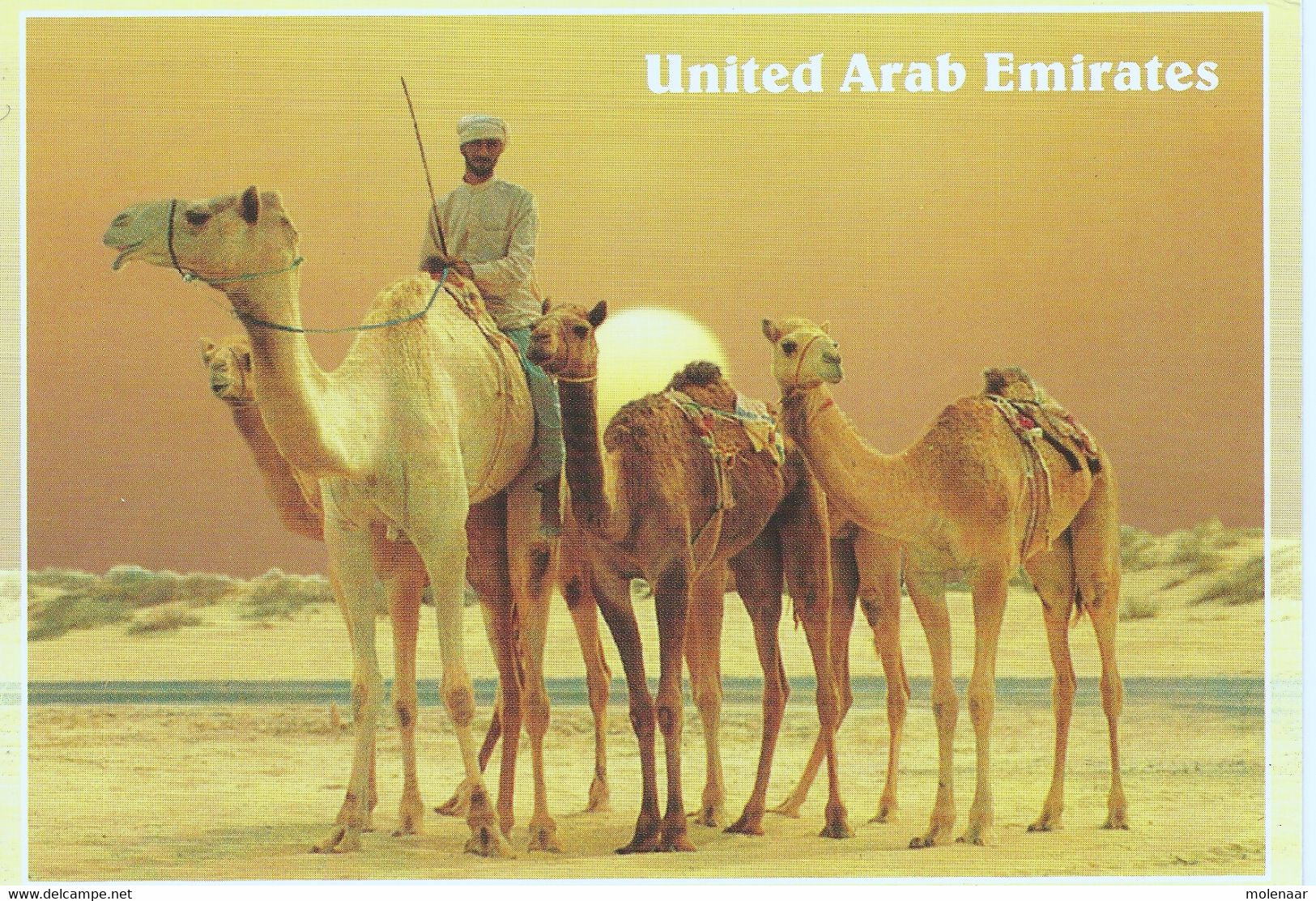 U.A.E Postkaart Camels In Desert Gebruikt (5944) - Verenigde Arabische Emiraten