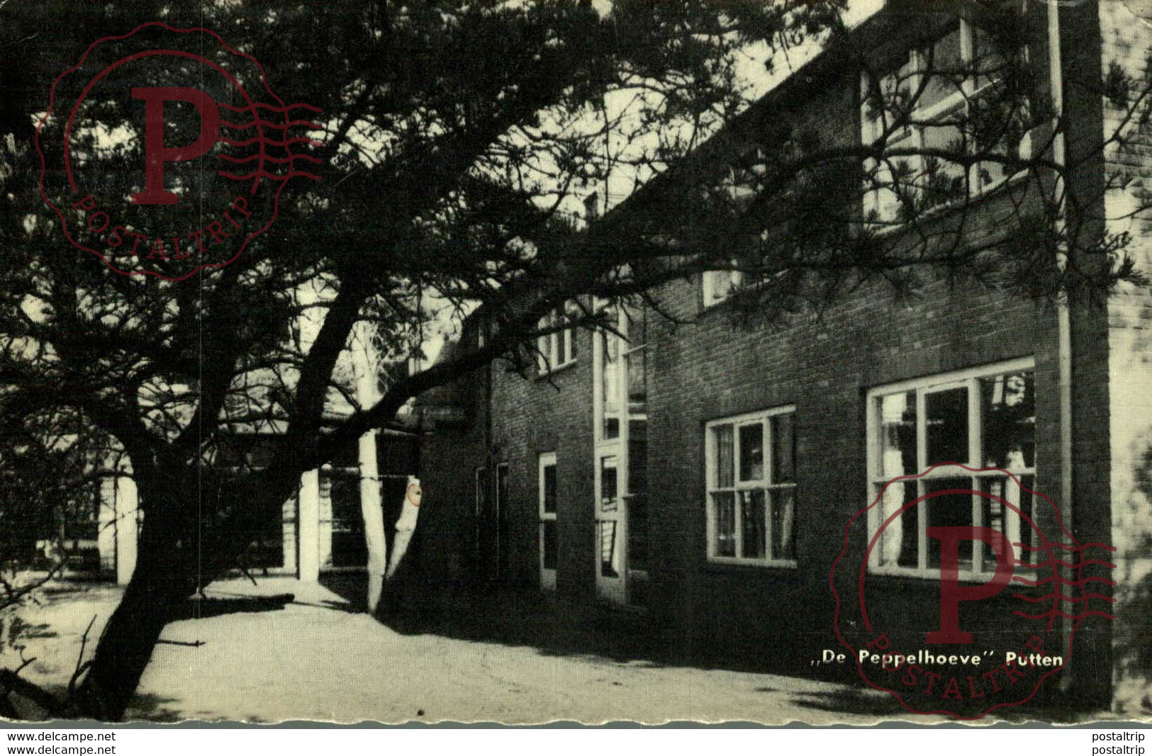 FOTOKAART DE PEPPELHOEVE PUTTEN - Putten