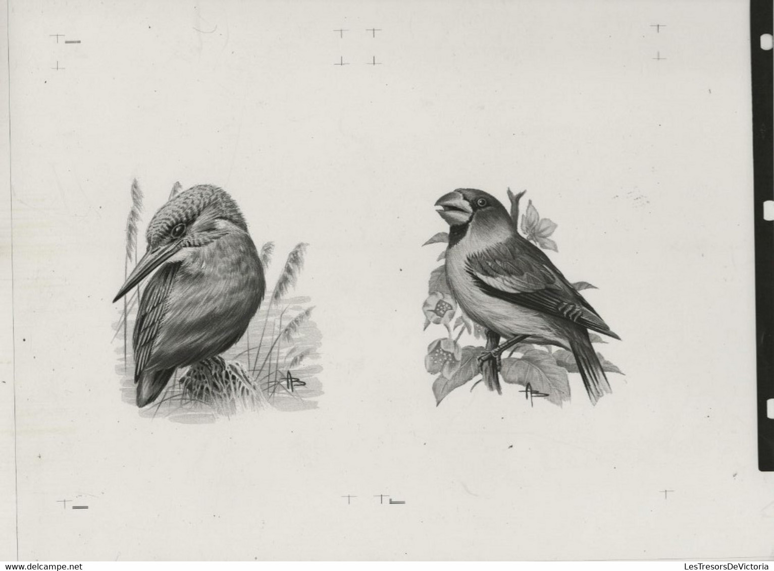 Oiseaux D'André BUZIN - Planche D'impression ORIGINALE COB 2189/90 , 2223 Et 2240 - Calque 40x30cm - Genèse - Essai - 1985-.. Pájaros (Buzin)