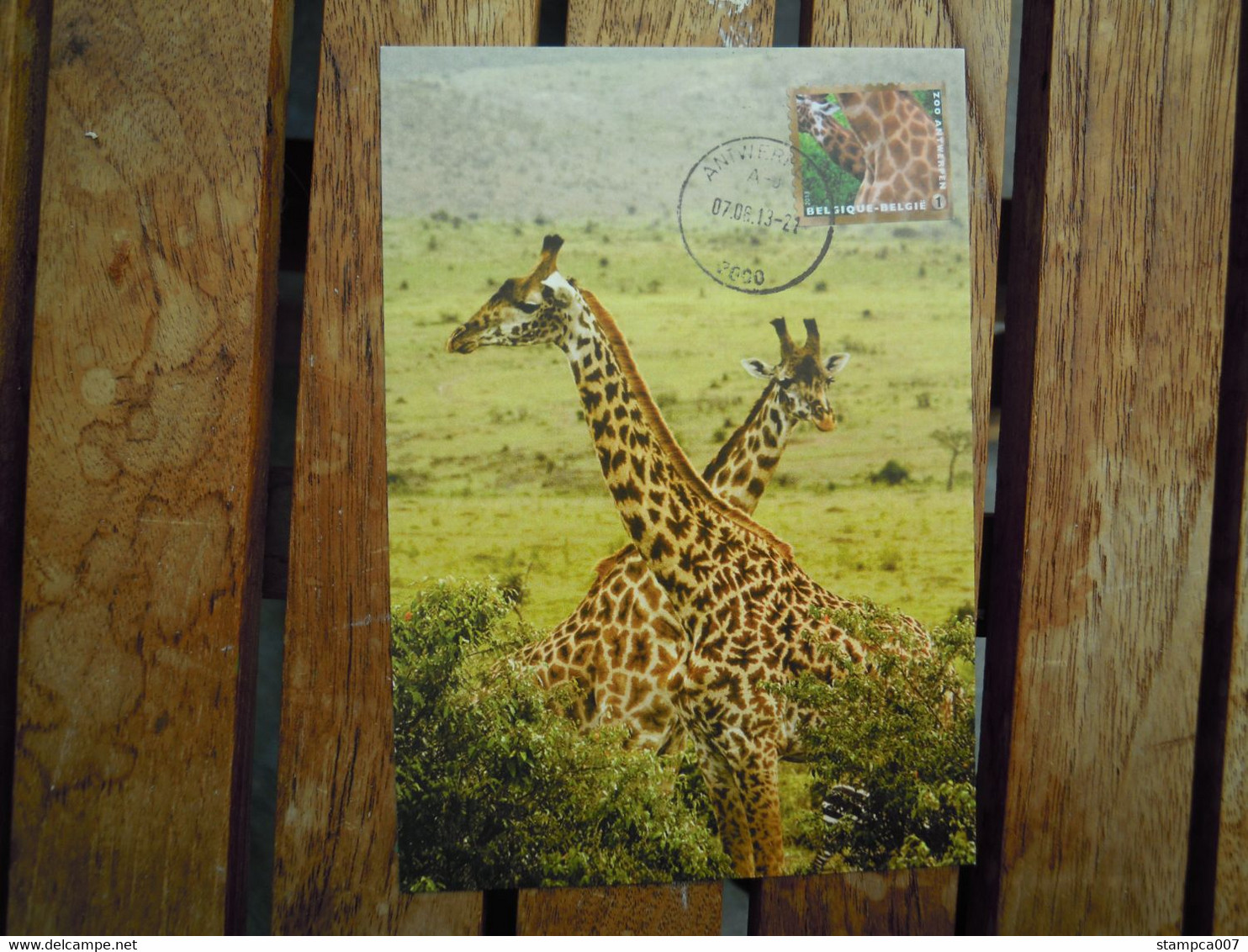 OCB Nr 4349 Fauna Giraf Girafe  Zoo    Carte Maximum - 2011-..