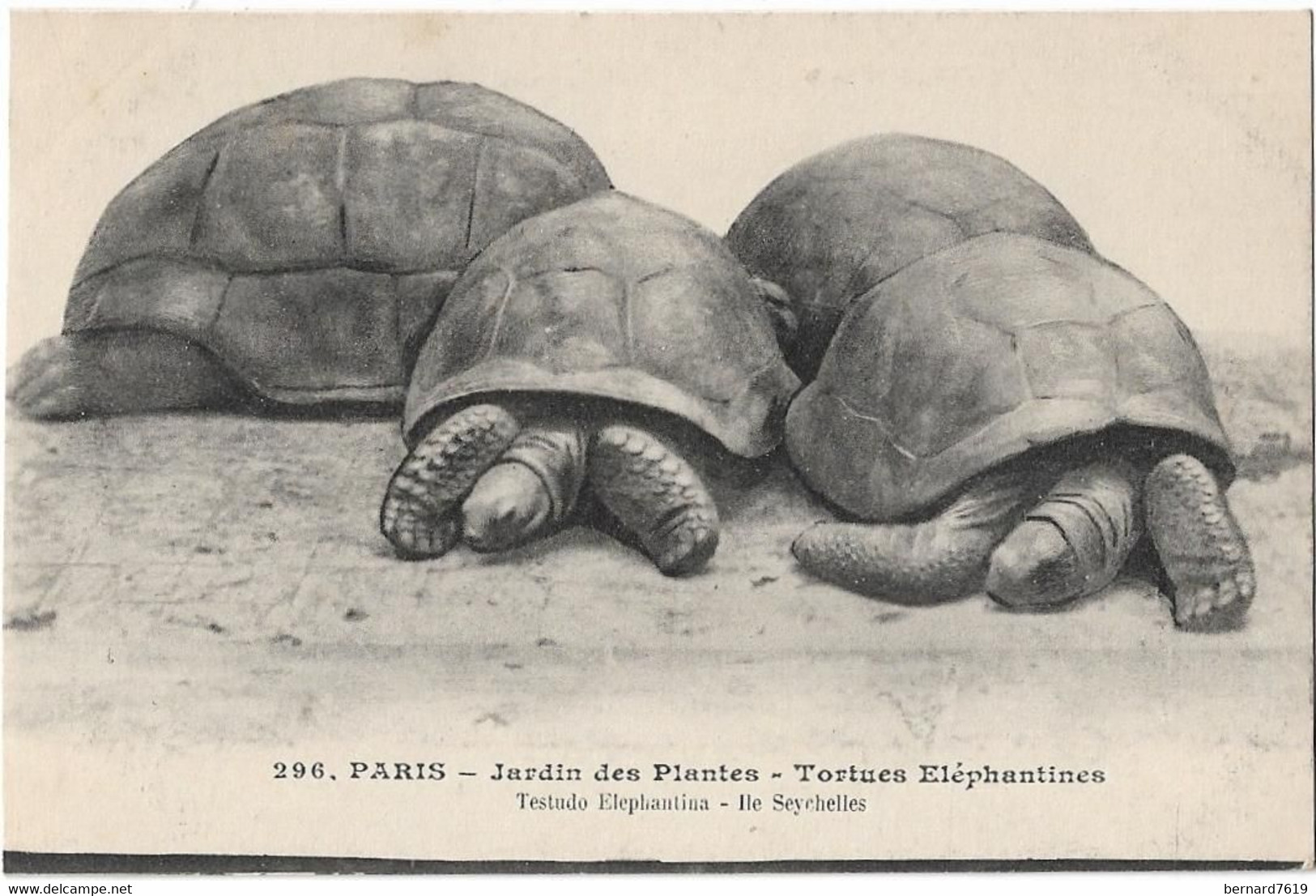 Animaux -    Paris   75005  Jardin  Des Plantes    -  Tortues  Elephantines - Turtles