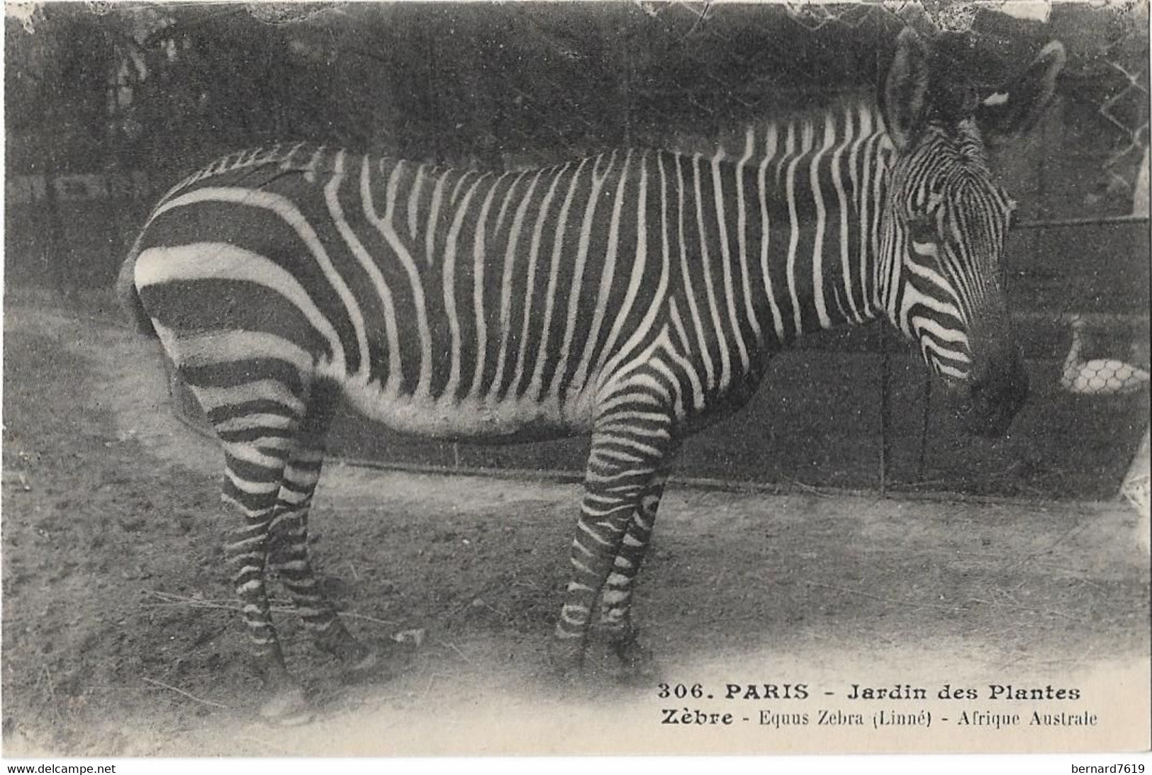 Animaux -    Paris   75005  Jardin  Des Plantes    -  Zebre  Afrique Australe - Zebras