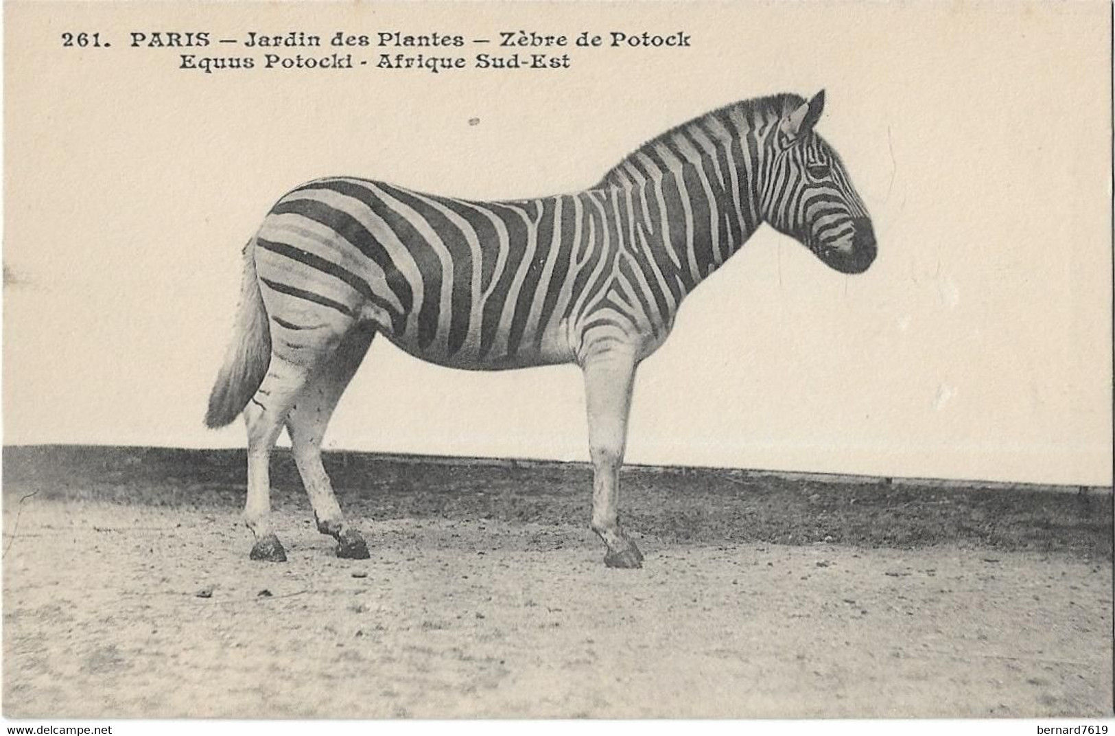 Animaux -    Paris   75005  Jardin  Des Plantes    -    Zebre De  Potock  - Afrique Sud - Est - Zebras