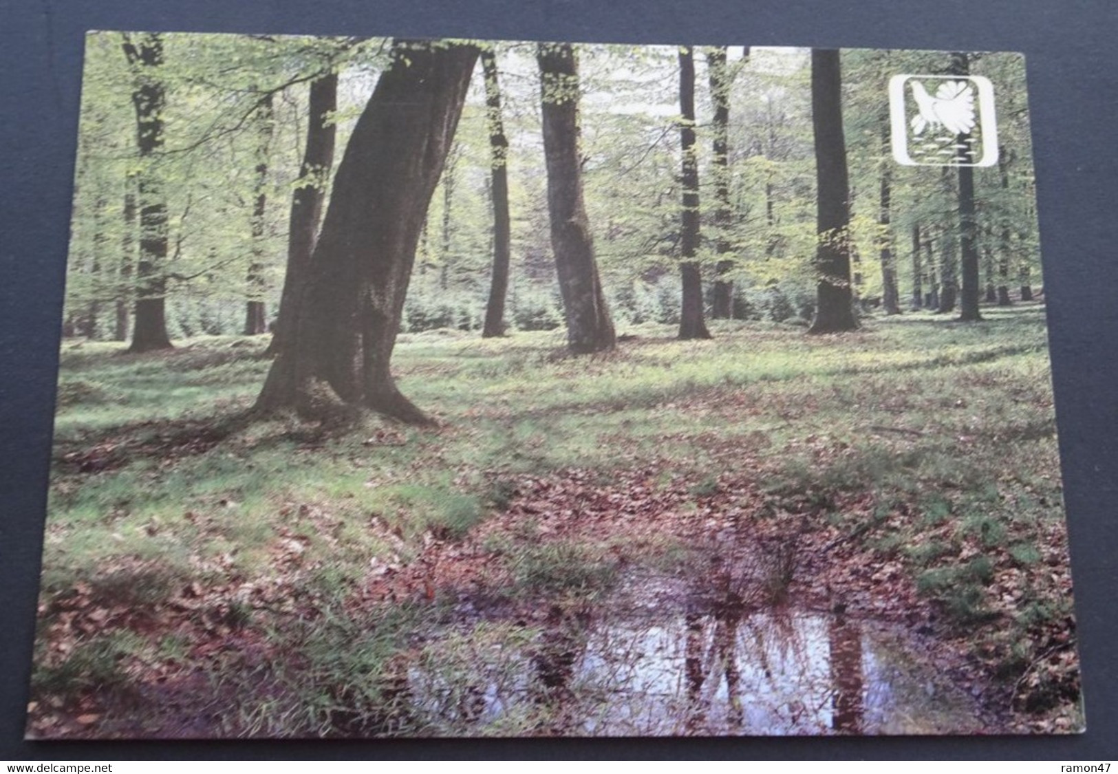 Parc Naturel Hautes-Fagnes/Eifel - Hêtraie Du Rurbusch (Asbl. Haute-Ardenne, Waimes - Büllingen