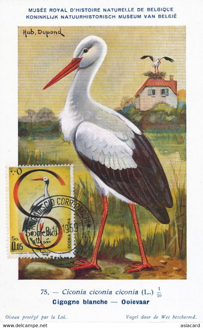 Carte Maximum ( Same Stamp As The View ) Cigogne Stork  Hub. Dupond Mogadiscio 1959 - Somalia