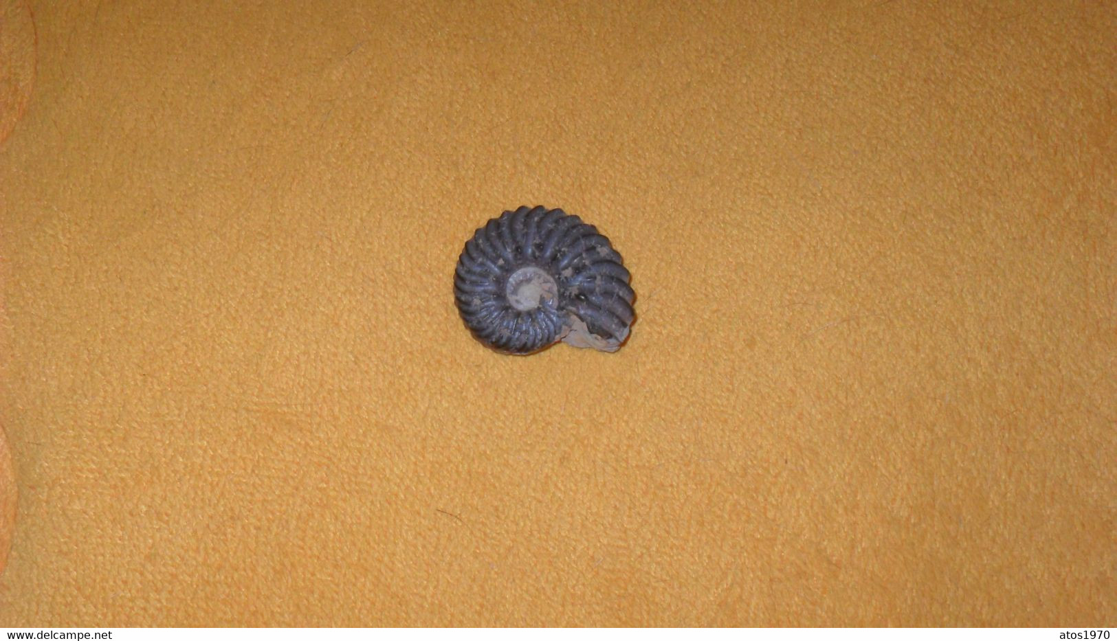 PETITE FOSSILE AMMONITE DIM. 3,5CM X 3CM..POIDS 24 GRAMMES - Fossils