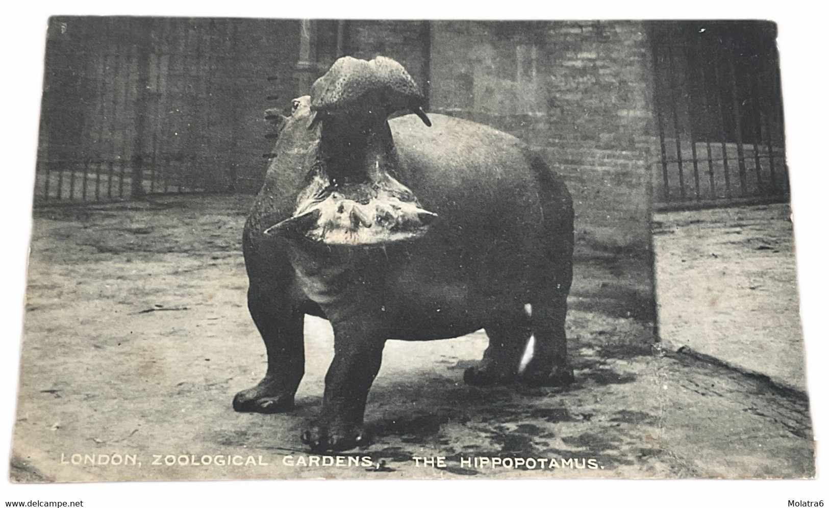 #1098 - The Hippopotamus, London Zoological Gardens 1922 - Hippopotamuses