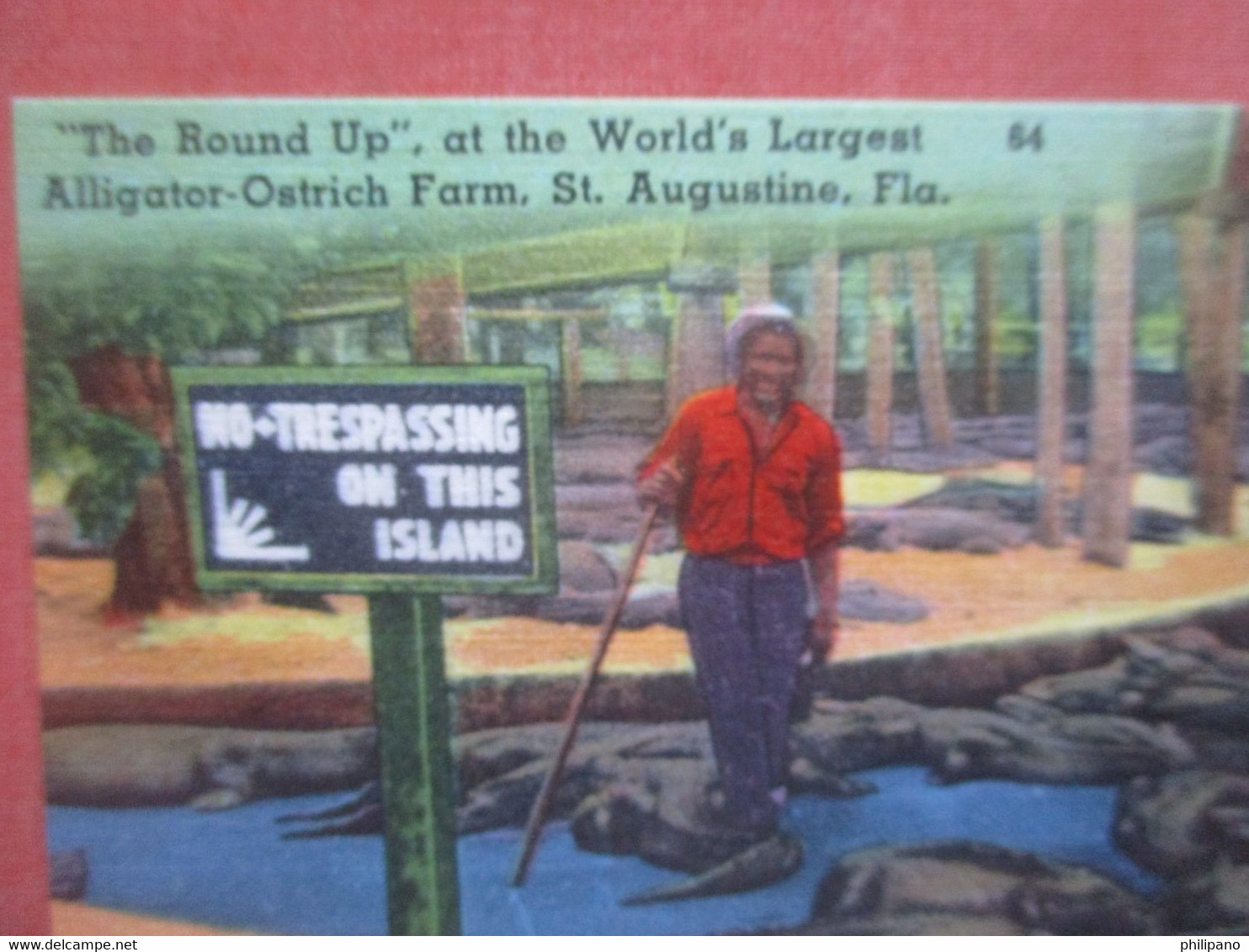 Black Americana   The Round Up Alligators  St Augustine Fl.    Ref 5582 - Black Americana