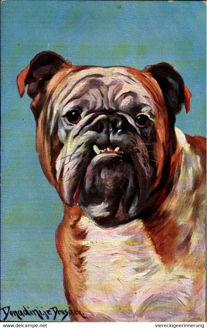! 1911 Alte Ansichtskarte Künstlerkarte Sign. Donadini Jr. Dresden ( Ermenegildo Carlo Donadini ) Bulldogge, Bulldog - Chiens